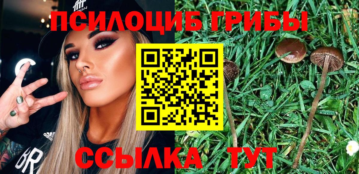 Галлюциногенные грибы Psilocybine cubensis Лениногорск